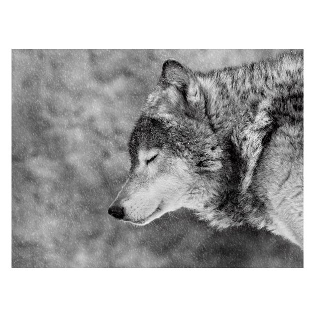 Obrazy do salonu nowoczesne Winter Wolf