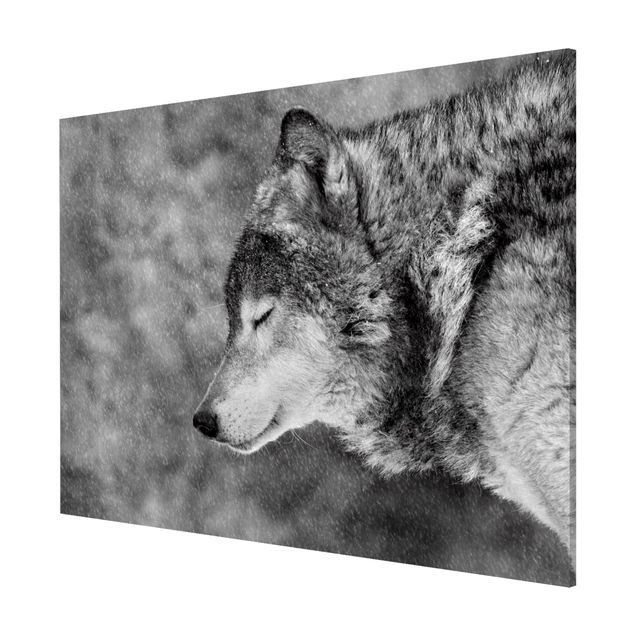 Nowoczesne obrazy Winter Wolf