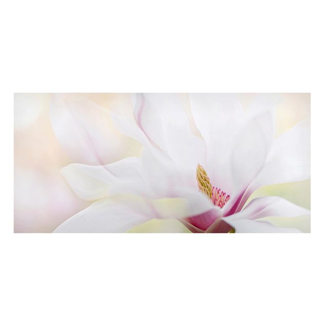 Nowoczesne obrazy do salonu Czuły kwiat magnolii