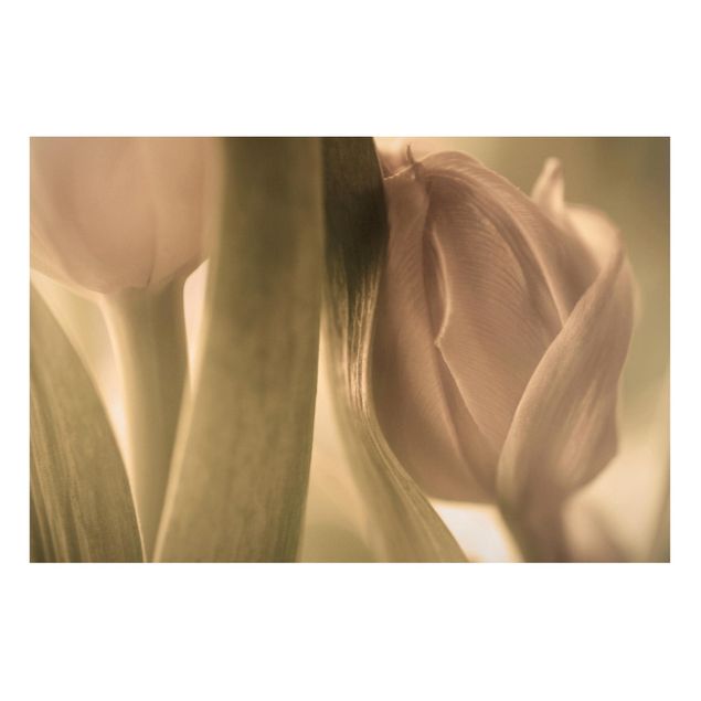 Nowoczesne obrazy do salonu Czułe tulipany