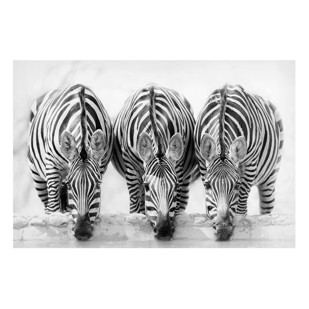 Nowoczesne obrazy do salonu Zebra Trio czarno-biała
