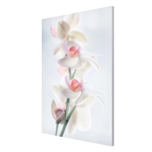 Obrazy do salonu nowoczesne Fragile Orchid