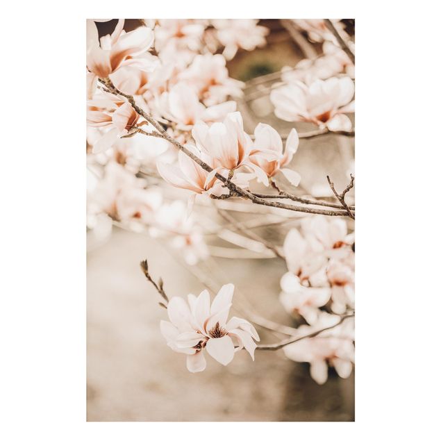 Obrazy do salonu nowoczesne Gałązki magnolii w stylu vintage