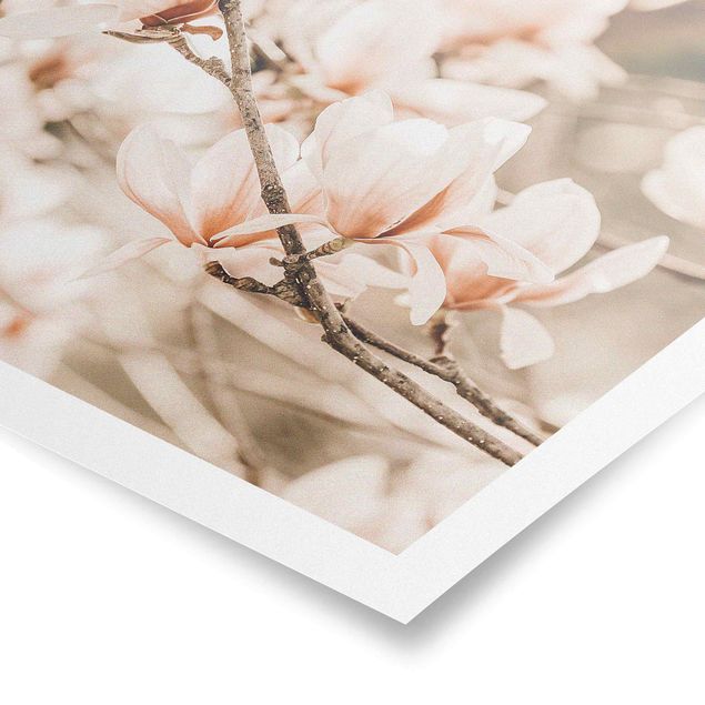 Obrazy na ścianę krajobrazy Gałązki magnolii w stylu vintage