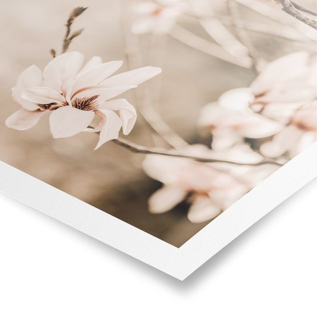 Obrazy na ścianę krajobrazy Gałązki magnolii w stylu vintage