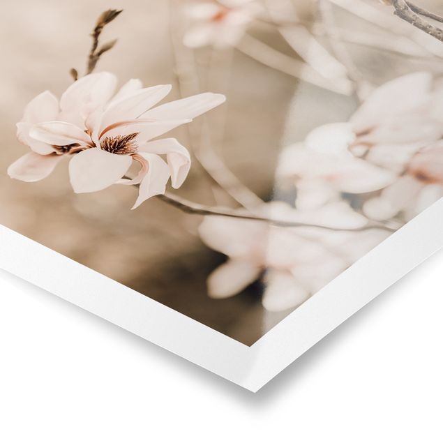 Obraz vintage Gałązki magnolii w stylu vintage