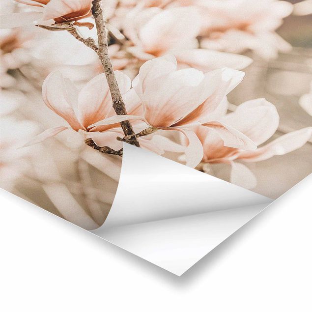 Retro obrazy Gałązki magnolii w stylu vintage