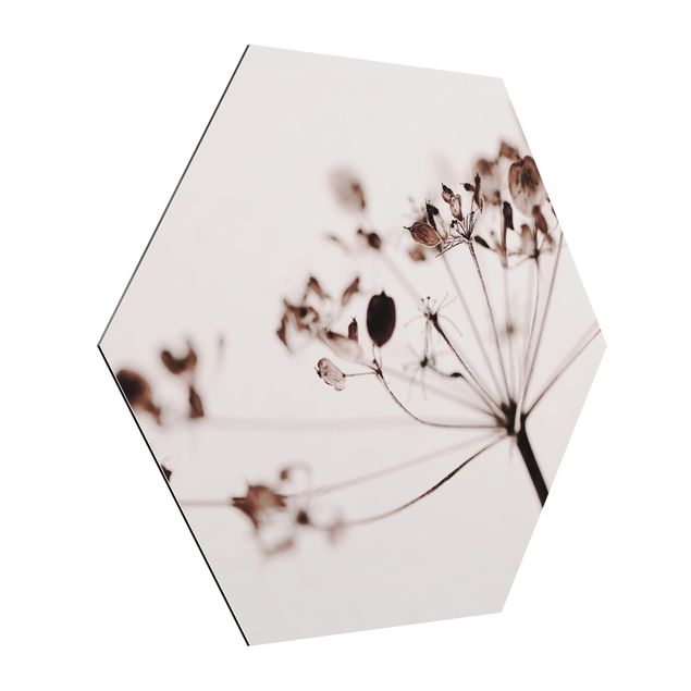 Obrazy motywy kwiatowe Makro ujęcie suszonego kwiatu w cieniu