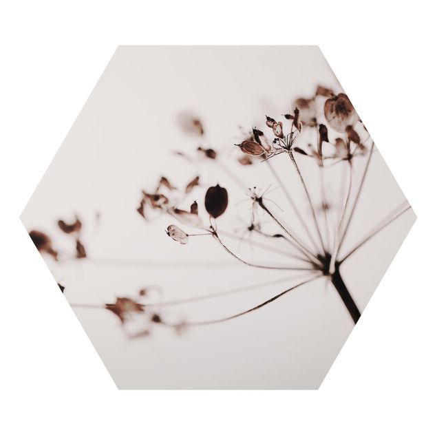 Obrazy Makro ujęcie suszonego kwiatu w cieniu