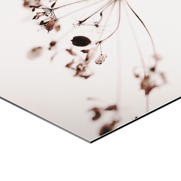 Obraz heksagonalny z Alu-Dibond - Makro ujęcie suszonego kwiatu w cieniu