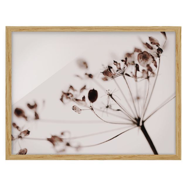 Obrazy w ramie do kuchni Makro ujęcie suszonego kwiatu w cieniu