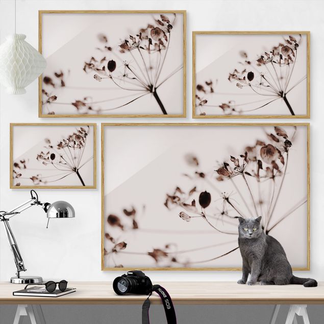 Obrazy do salonu nowoczesne Makro ujęcie suszonego kwiatu w cieniu