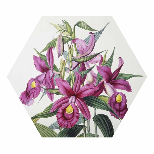 Obrazy kwiatowe Maxim Gauci – Orchid I