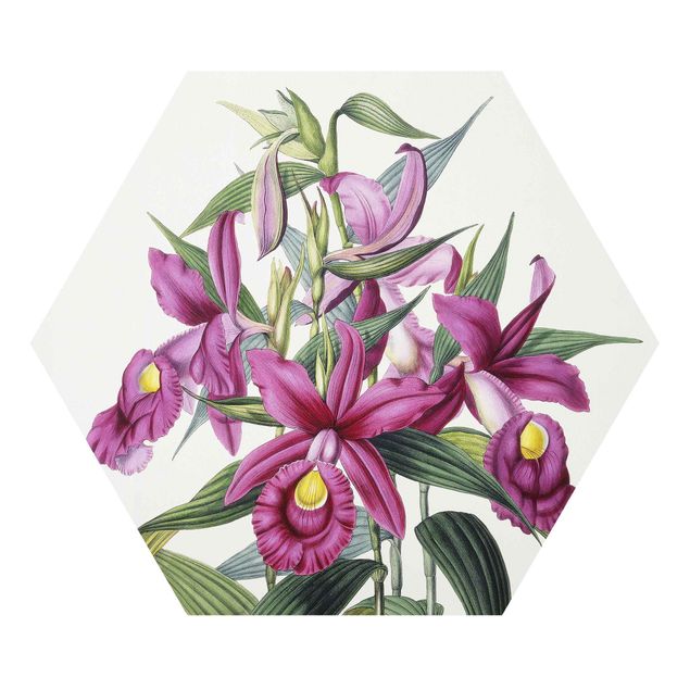 Obrazy motywy kwiatowe Maxim Gauci – Orchid I