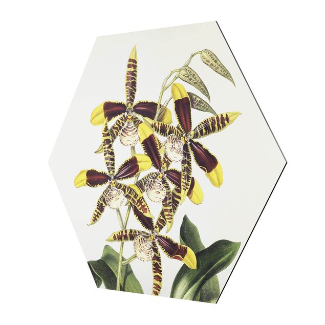 Obrazy kwiatowe Maxim Gauci – Orchid II