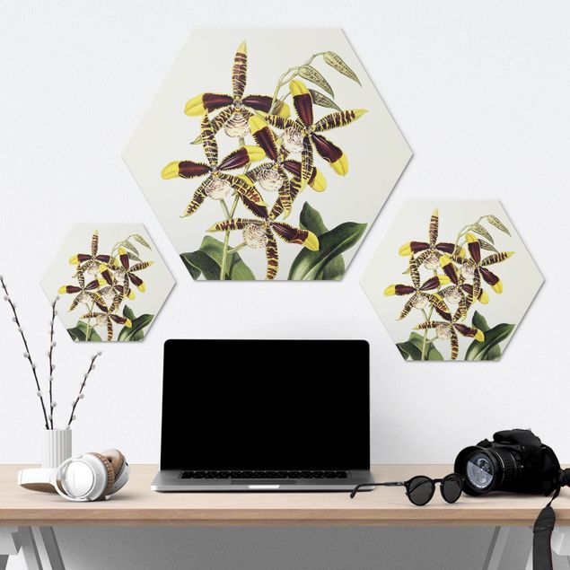 Obraz heksagonalny Maxim Gauci – Orchid II
