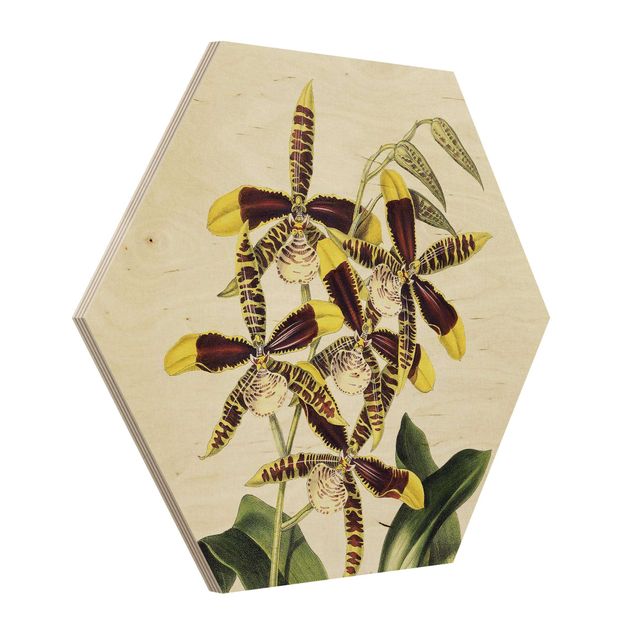 Obrazy orchidea Maxim Gauci – Orchid II