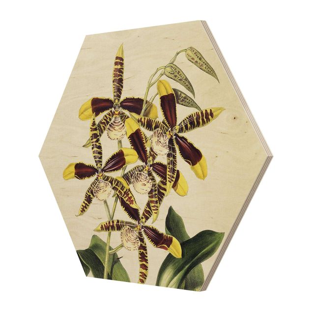 Obrazy z motywem kwiatowym Maxim Gauci – Orchid II