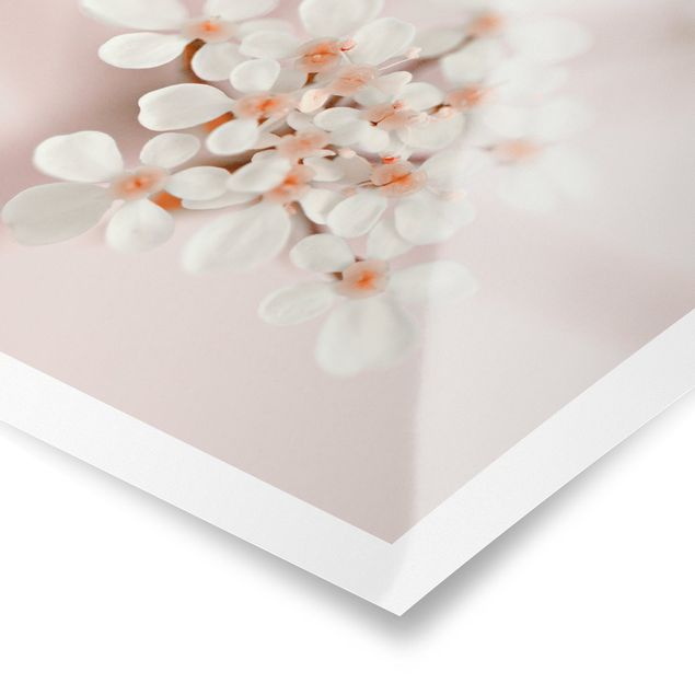 Plakaty Mini Blossoms w różowym świetle