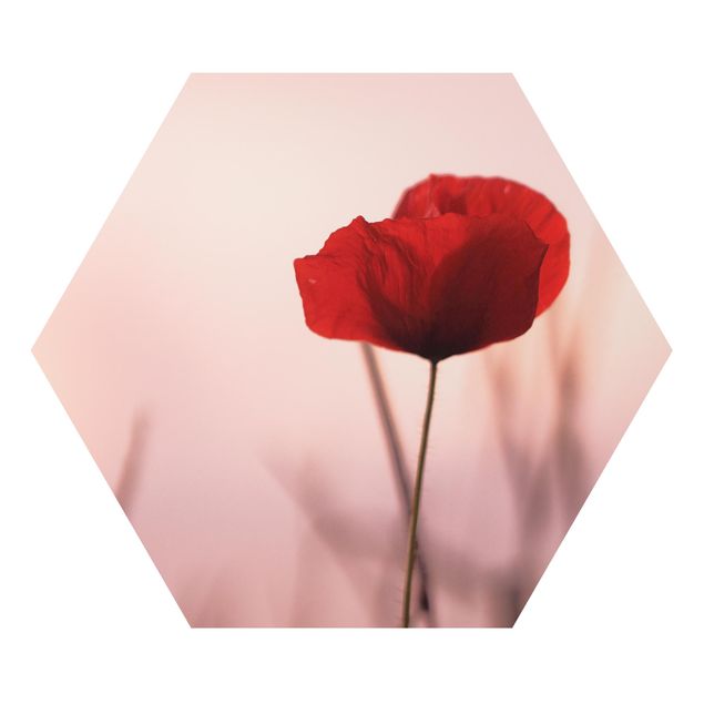 Obraz różowy Kwiat maku o zmierzchu