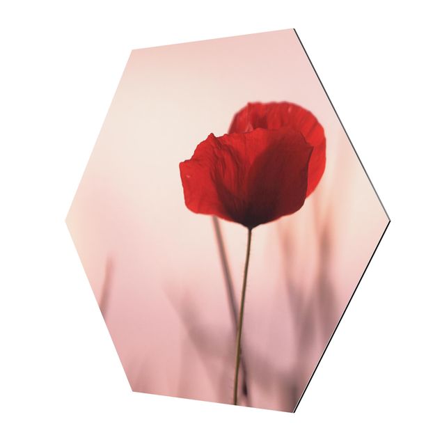 Obrazy z motywem kwiatowym Kwiat maku o zmierzchu