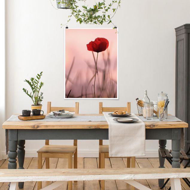 Nowoczesne obrazy do salonu Kwiat maku o zmierzchu