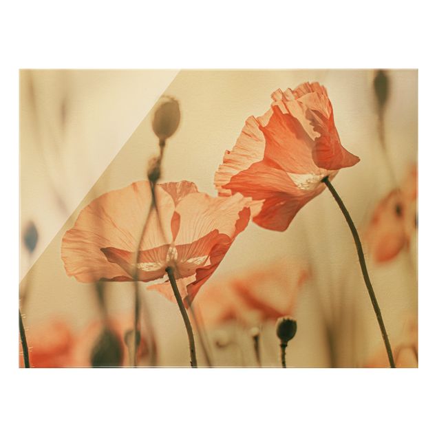 Obrazy do salonu Kwiaty maku na letnim wietrze