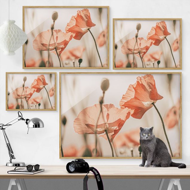 Obrazy w ramie do kuchni Kwiaty maku na letnim wietrze