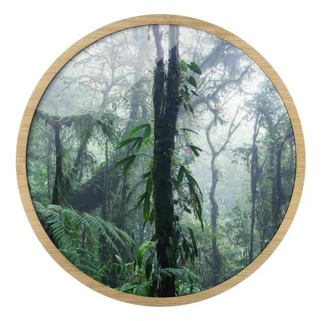 Obrazy drzewa Monteverde Cloud Forest
