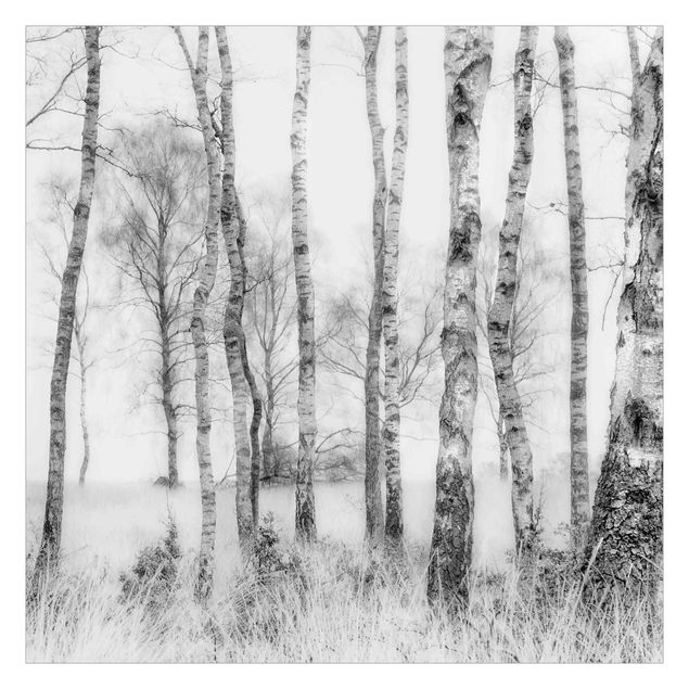 Fototapeta - Mystic Birch Forest Black And White