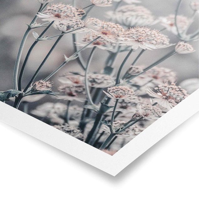 Obrazy motywy kwiatowe Mistyczna krzewinka kwitnąca