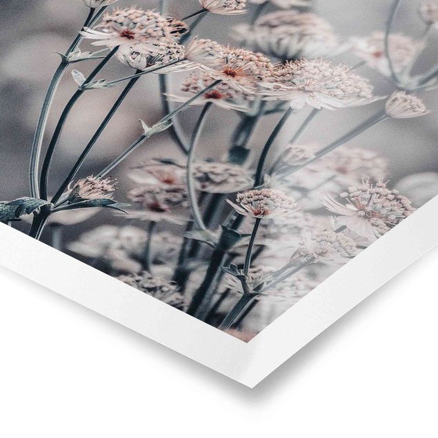 Obrazy Mistyczna krzewinka kwitnąca