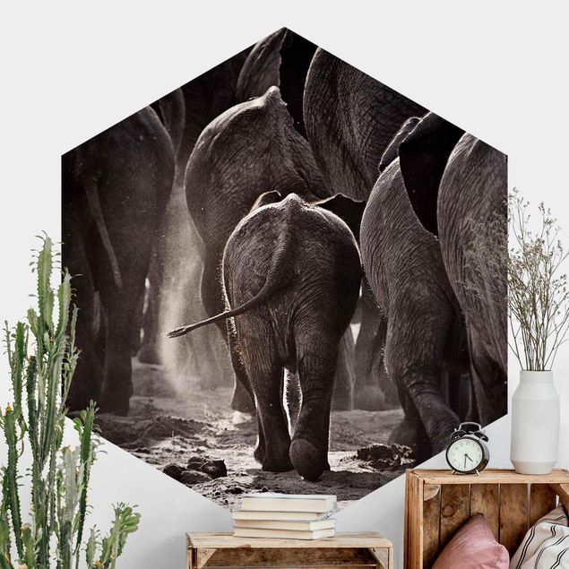Fototapety słoń Powrót do domu