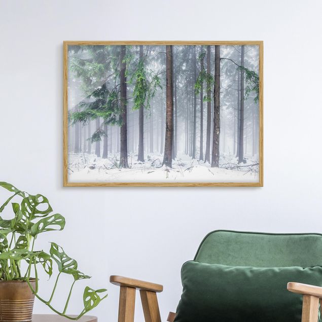 Obrazy w ramie krajobraz Drzewa iglaste zimą