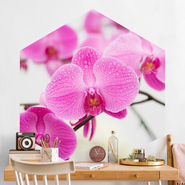 Fototapety orchidea Storczyk z bliska