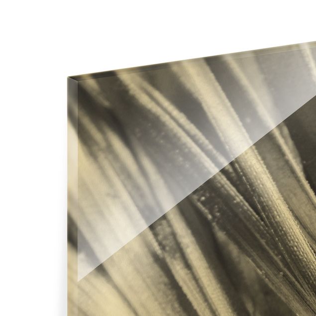 Obraz na szkle - Ujęcie z bliska liście palmy srebrne