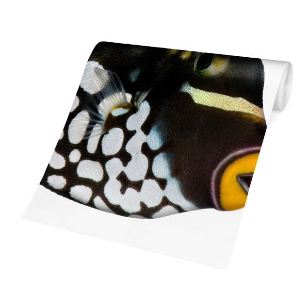 Fototapety Triggerfish