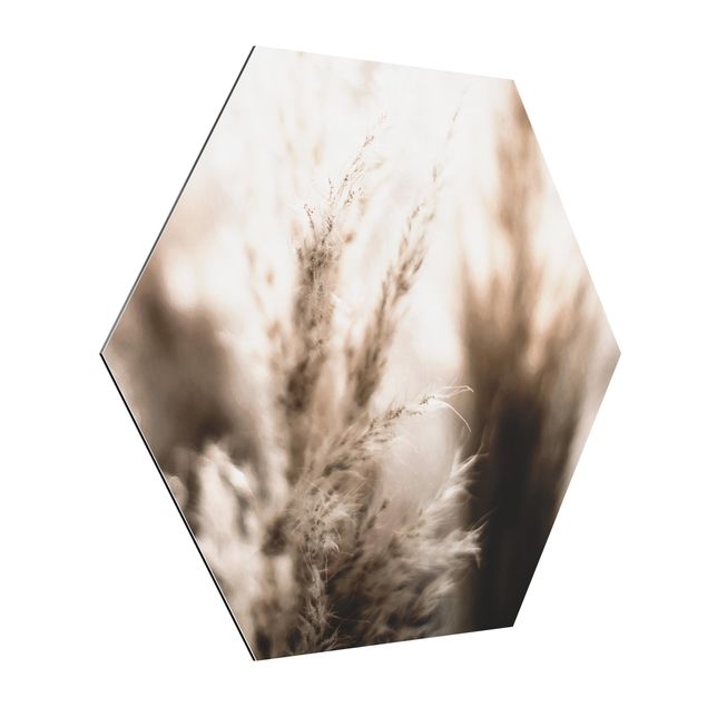 Obraz brązowy Trawa pampasowa w cieniu