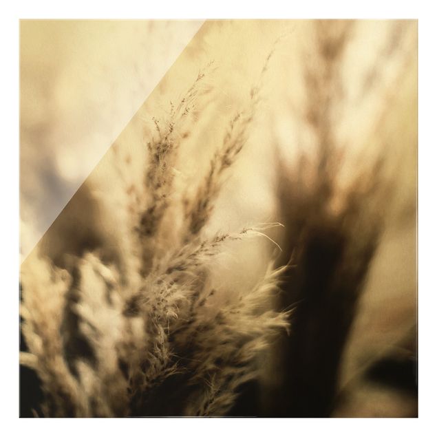 Obraz brązowy Trawa pampasowa w cieniu