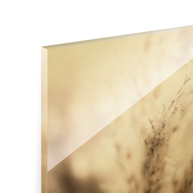 Obraz na szkle - Trawa pampasowa w cieniu