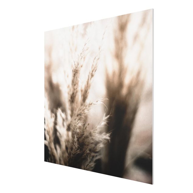 Obrazy nowoczesny Trawa pampasowa w cieniu