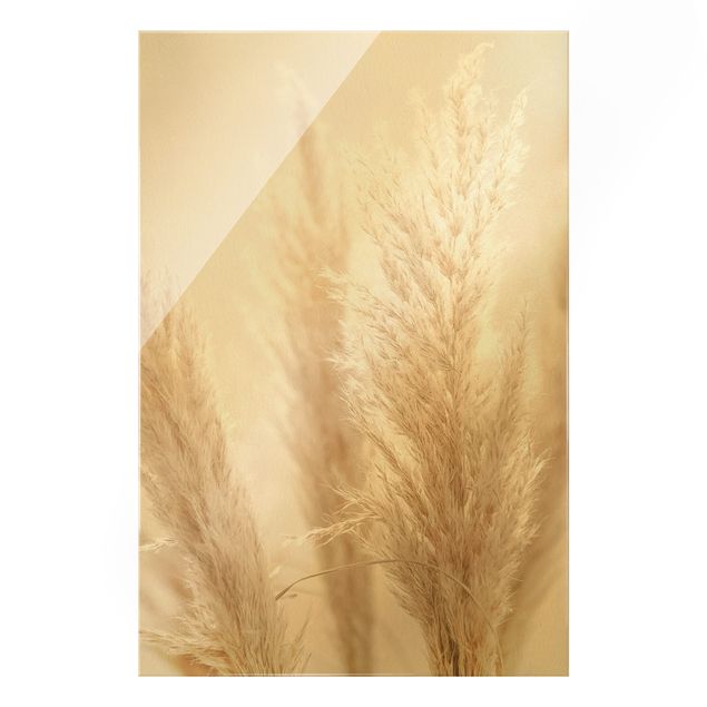Obrazy motywy kwiatowe Trawa pampasowa w świetle słonecznym
