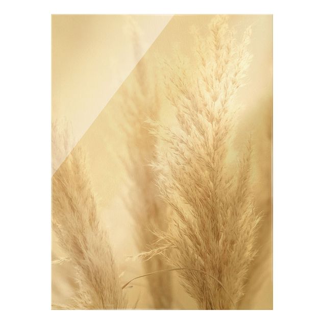 Obraz na szkle - Trawa pampasowa w świetle słonecznym