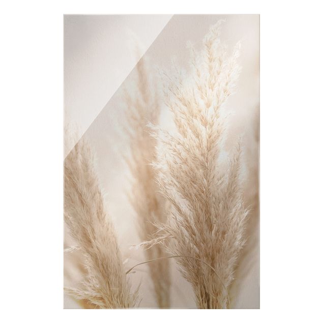 Obrazy motywy kwiatowe Trawa pampasowa w świetle słonecznym