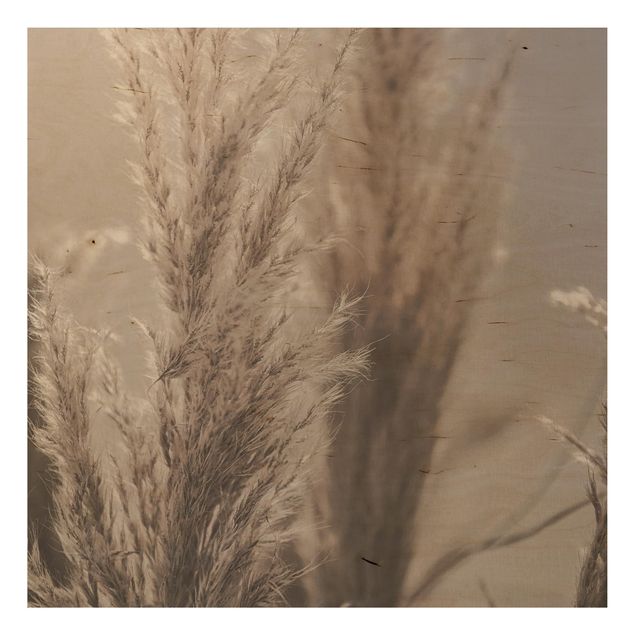 Obrazy Trawa pampasowa późną jesienią