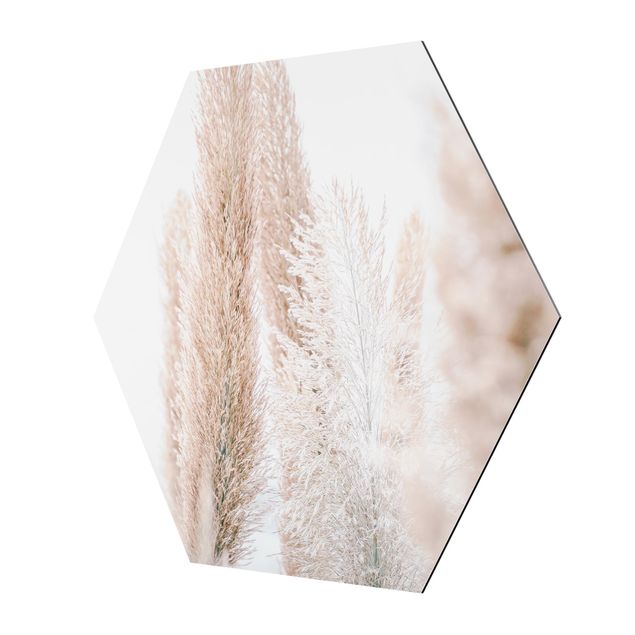 Obraz heksagonalny Trawa pampasowa w białym świetle