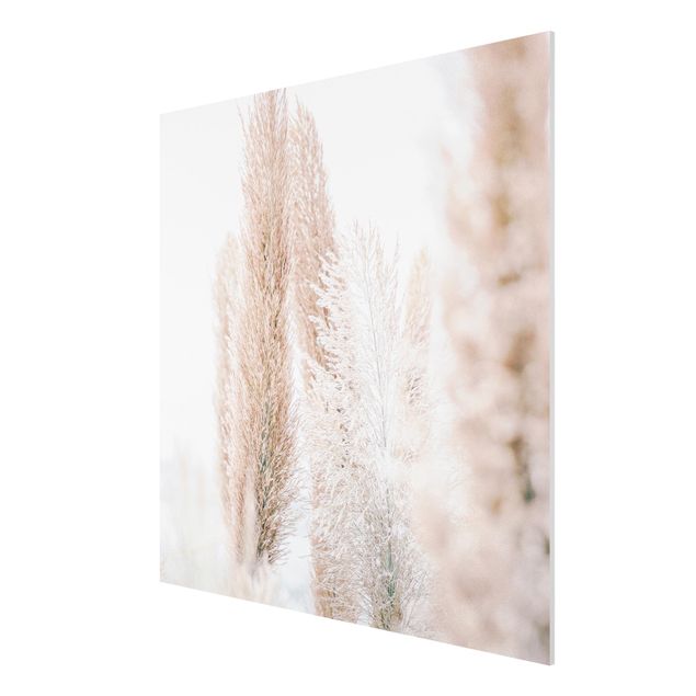 Obrazy nowoczesne Trawa pampasowa w białym świetle