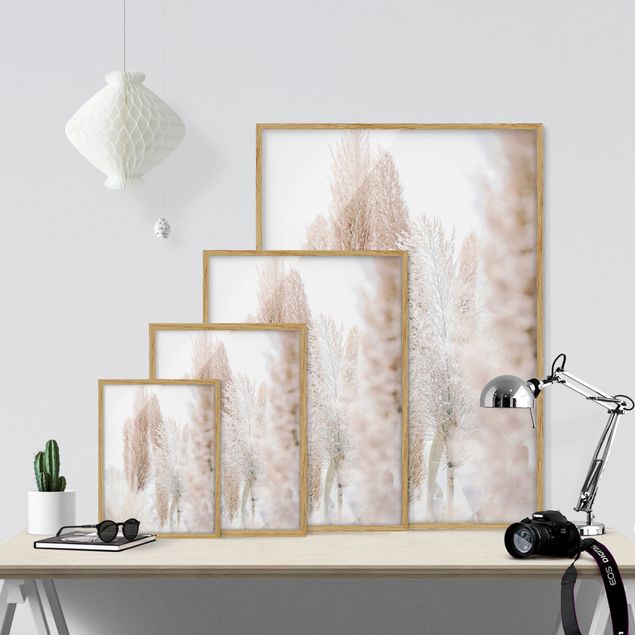Obrazy do salonu nowoczesne Trawa pampasowa w białym świetle