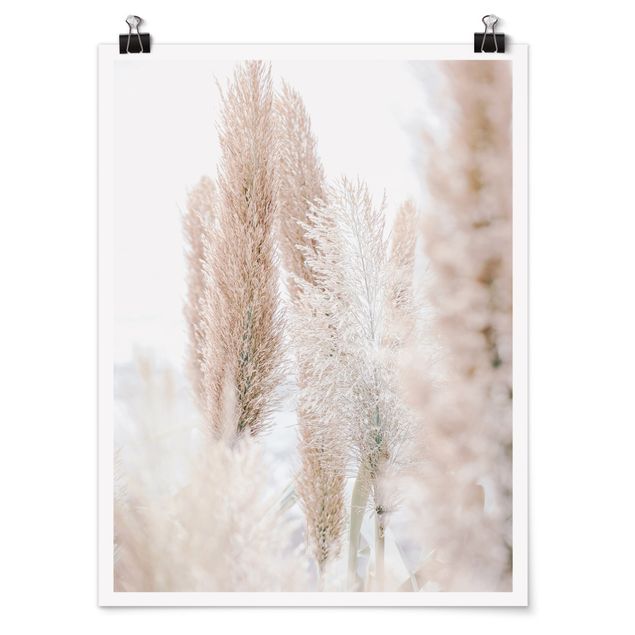 Obrazy motywy kwiatowe Trawa pampasowa w białym świetle