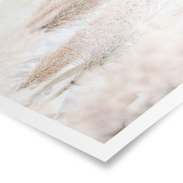 Obrazy Trawa pampasowa w białym świetle